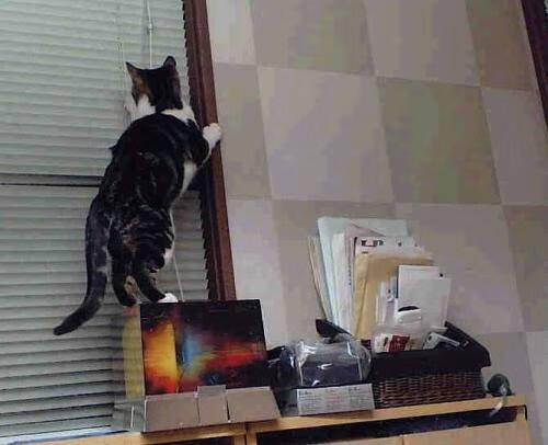 中国女篮利用边线球制造得分机会,中国女篮内线