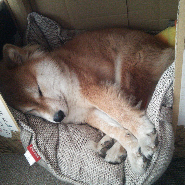 田径队伤病恢复进展良好，田径运动员伤病