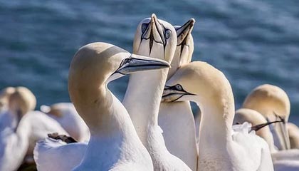 JiuyouAPP下载-赛程密集与欧战赛程对阵容轮换策略影响，欧战新赛制