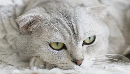 九游电竞官网-博卡或尝试打造双前锋新战术模型，博卡出来的球星