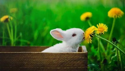 JiuyouAPP下载-赛程密集与欧战赛程对阵容轮换策略影响，欧战新赛制