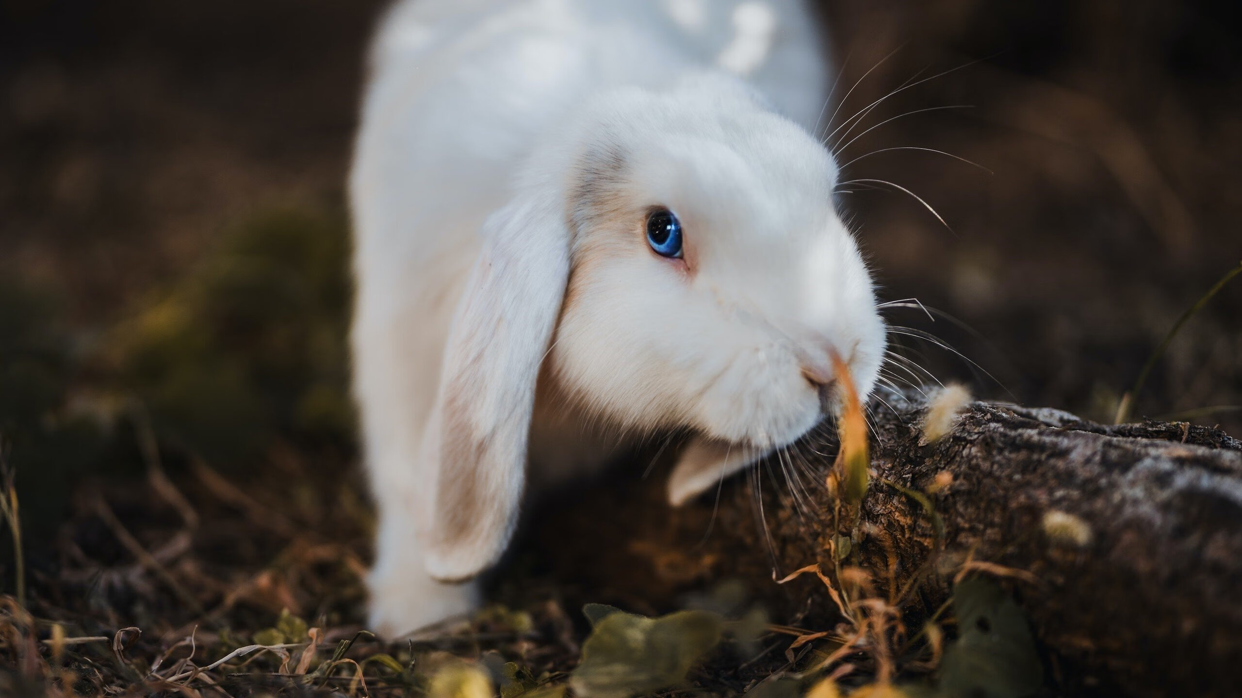 九游电竞平台官网-学校运动会可持续运营机制研究，运动会管理系统可行性分析