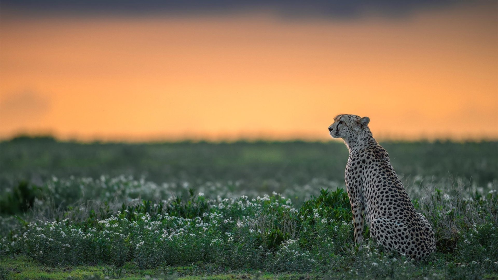 九游下载安装-国家队罚球命中率为何年年拉垮，中国队罚球命中率