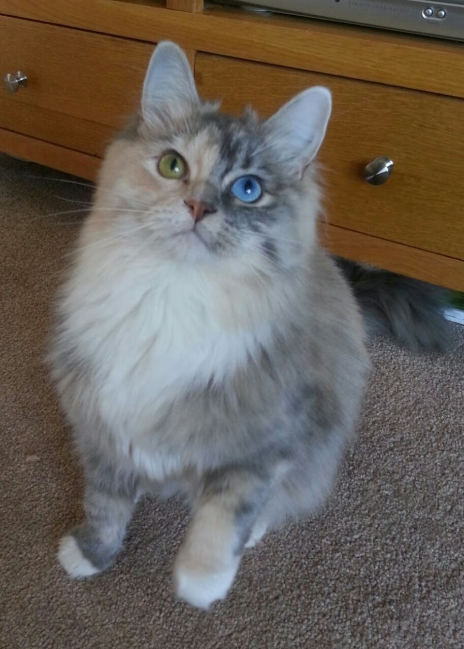 九游下载电脑版官网-孙颖莎与陈梦激烈对决，赛场竞争白热化，孙颖莎和陈梦人气谁更旺