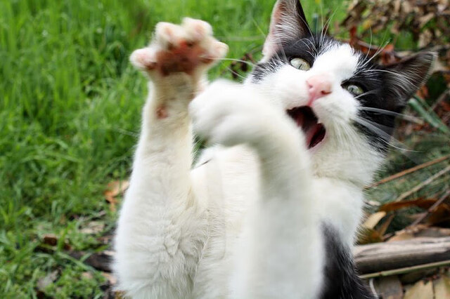 布莱顿高压从中路渗透寻找破门机会，布莱顿视频